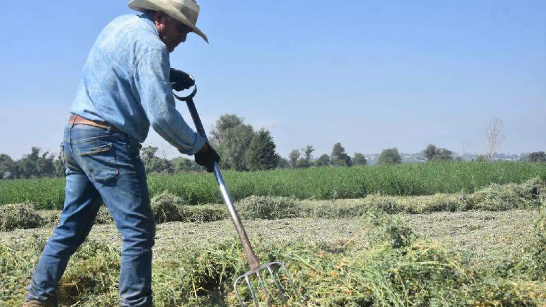 productor de alfalfa 1